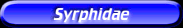 [Syrphidae]