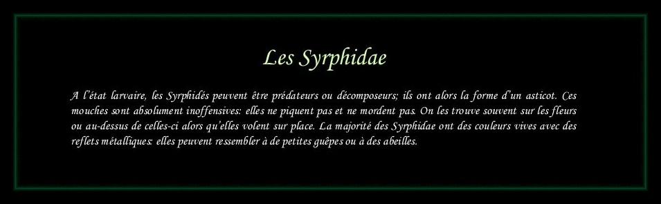 [Syrphidae]