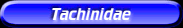 [Tachinidae]