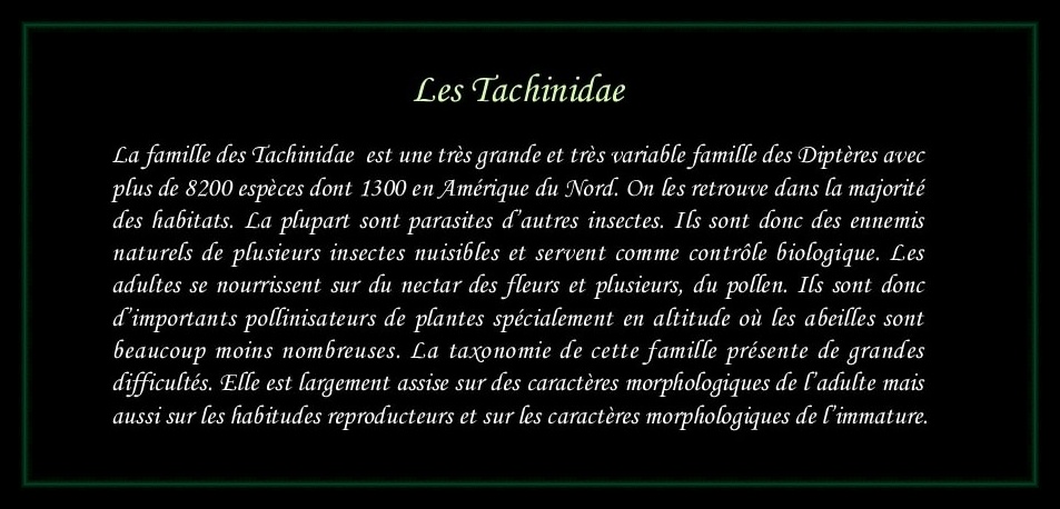 [tachinidae]