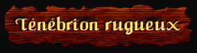[Tenebrion