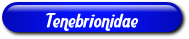 [Tenebrionidae]