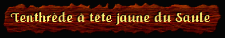 [Tenthrede à tête jaune du Saule]