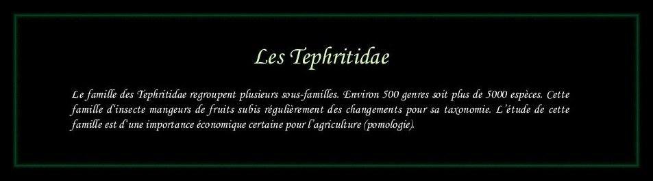 [Tephritidae]