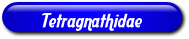 [Tetragnathidae]