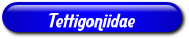 [Tettigoniidae]
