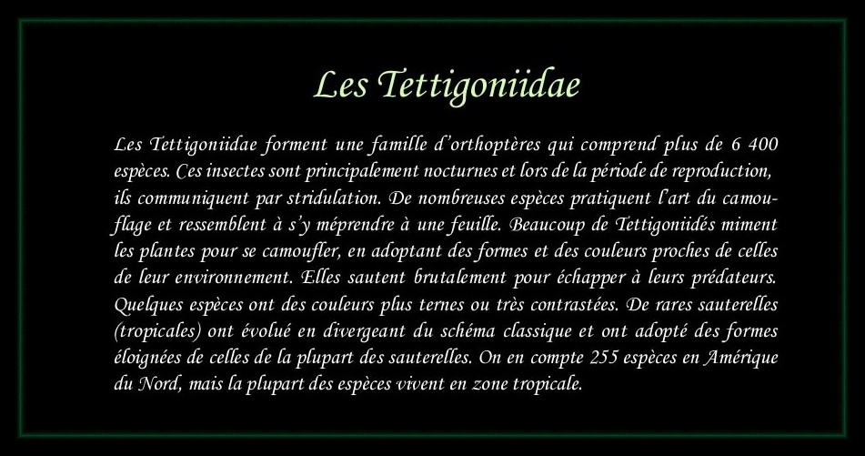 [Tettigoniidae]