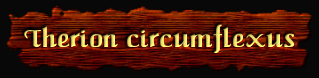 [Therion circumflexus]