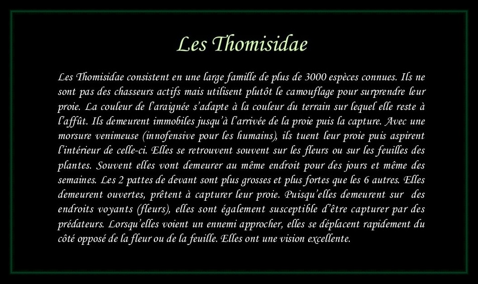 [Thomisidae]