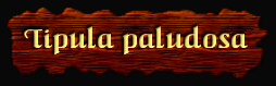 [Tipula paludosa]