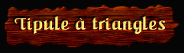 [Tipule à triangles]
