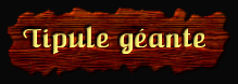 [Tipule g&eacite;ante]