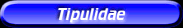[Tipulidae]