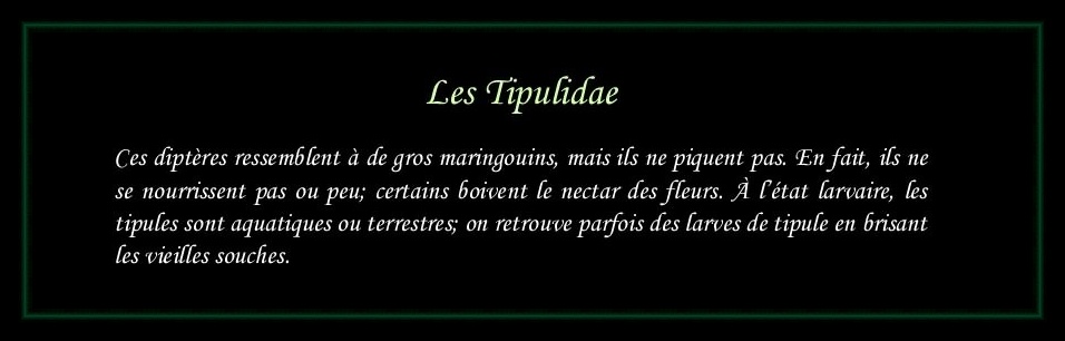 [Tipulidae]