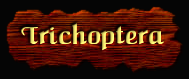 [Trichoptera]