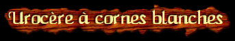 [Urocere a cornes blanches]