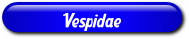 [Vespidae]