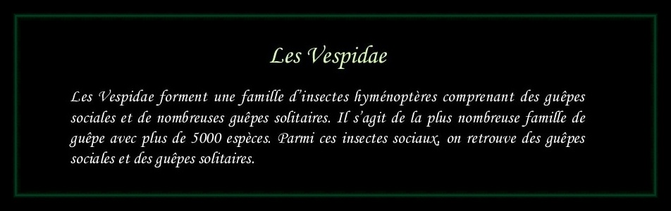 [Vespidae]