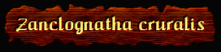[Zanclognatha