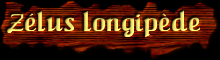 [Zelus longipede]