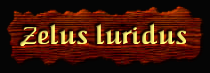 [Zelus luridus]