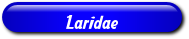 [Laridae]