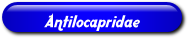 [Antilocapridae]