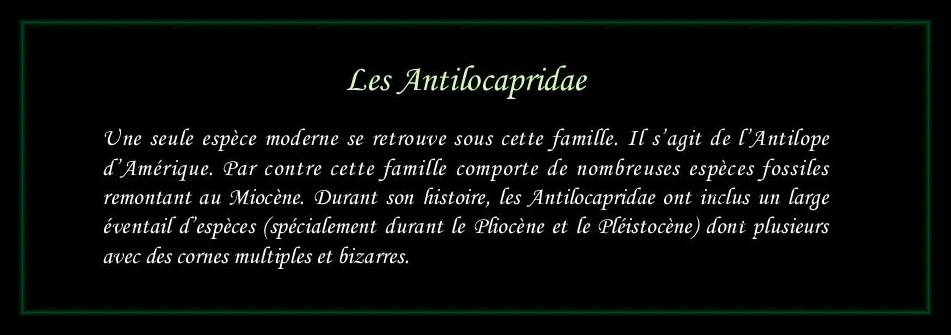 [Logo Antilocapridae]