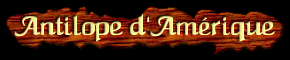 [Antilope d'Amérique]
