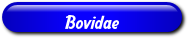 [Bovidae]