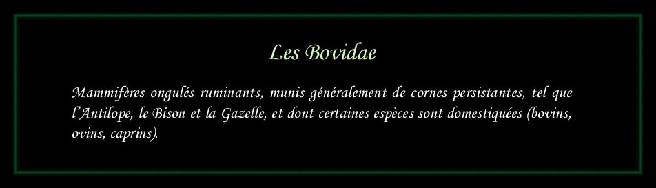[Logo Bovidae]