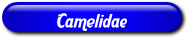 [Camelidae]