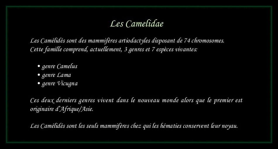 [Logo Camelidae]