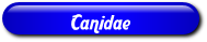 [Canidae]