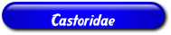 [Castoridae]