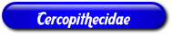 [Cercopithecidae]