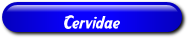 [Cervidae]