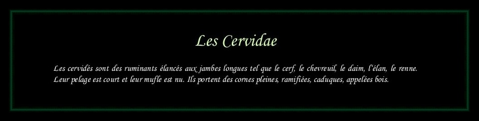 [Logo Cervidae]