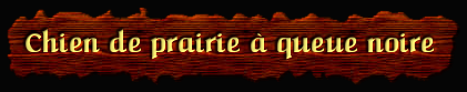 [Chien de Prairie à Queue Noire]
