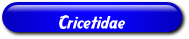 [Cricetidae]
