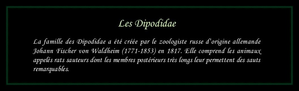 [Logo Dipodidae]