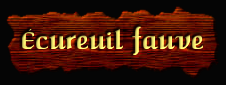 [Écureuil Fauve]