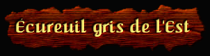 [Écureuil Gris de l'Est]