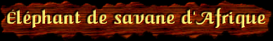 [Elephant de savane d'Afrique]
