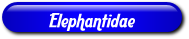 [Elephantidae]