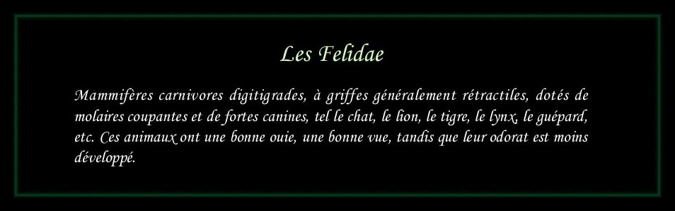 [Logo Felidae]