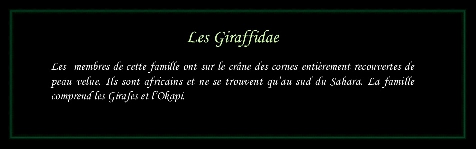 [Logo Giraffidae]