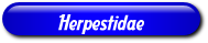 [Herpestidae]