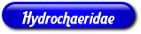 [Hydrochaeridae]