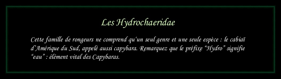 [Logo Hydrochaeridae]